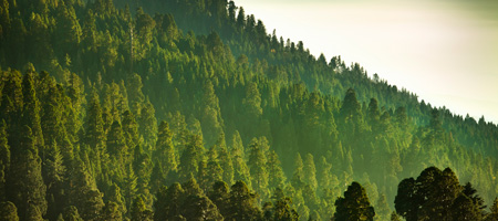 The landscape picture shows a mountain covered with pine trees. 